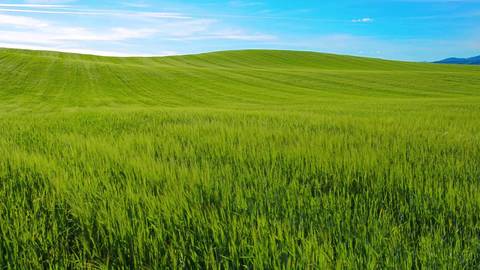 La verde PRADERA se llenaba de flores al llegar el buen tiempo
