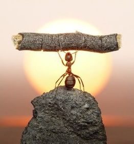 mammoth effort