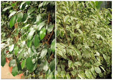 Ficus Gomero