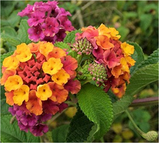 Lantana Bandera Española