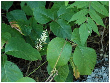 Rhus