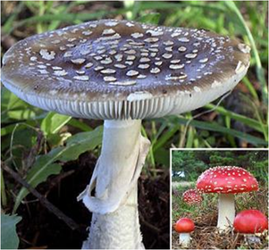 Amanita