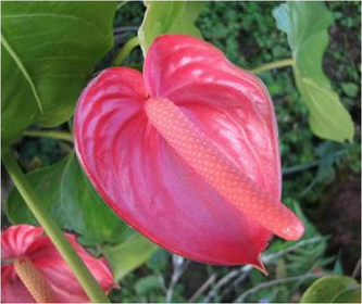 Anthurium Anturio