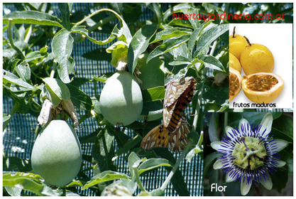 Pasionaria Maracuya Flor de pasion Pasiflora