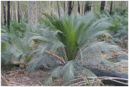 Palmera Zamia Macrozamia