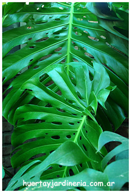 Sandalia Costilla de adan Monstera Mano de tigre