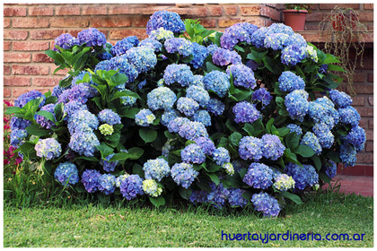 Hortensia