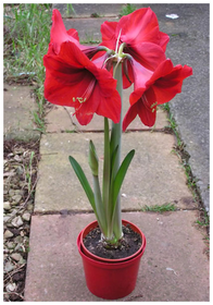 Amarilis Hiperastrum