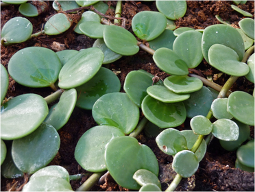 Peperomia