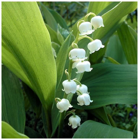 Muguet Lirio del valle