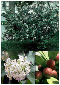Laurel