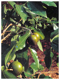 Estricnina Nuez vomica