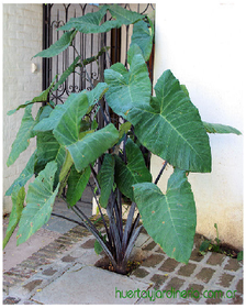 Taro Taro violeta Canilla de negro Oreja de elefante