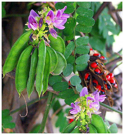 Regaliz chachafruto