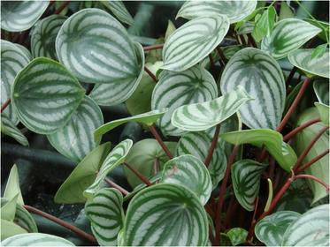 Peperomia