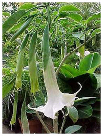 Borrachera Floripondio Trompetero Reina de la noche