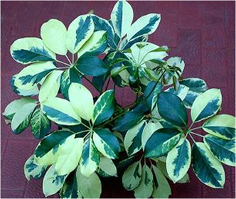 Aralia schefflera