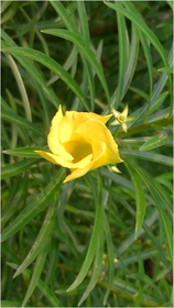 Adelfa amarilla Cascabella