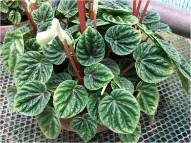 Peperomia