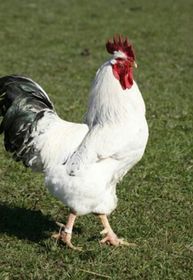 oiloa