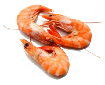 UDANG