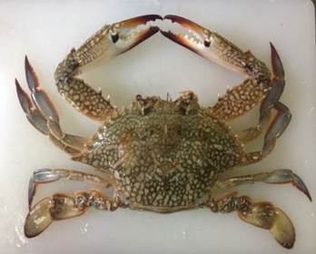 KETAM