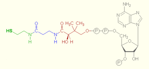 Vetie - Biochemie - Formelsammlung