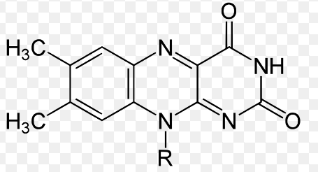 FAD li. oxidierte Form, re. reduzierte Form