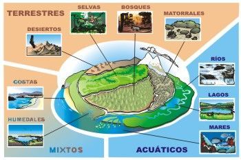 Tipos de ecosistemas , cadenas y redes tróficas