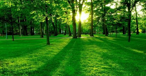 Bosques:
