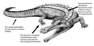 What Adaptations help the crocodile survive?
