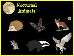 Define the word nocturnal?