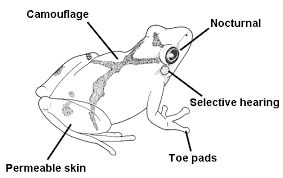 Give 6 different ways adaptations help animals?