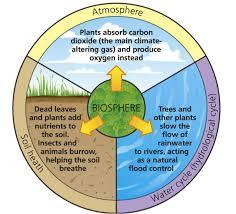 What is the biosphere?