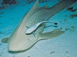 What is commensalism?
