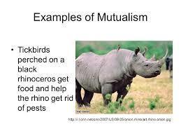 What is mutualism?
