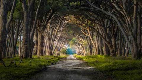 ¿Qué son los bosques?