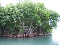 Mangrove /mangrouv/