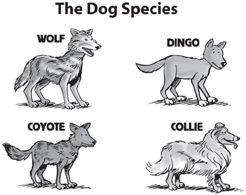 Species /spíchis/