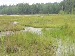 Wetlands /wétlands/