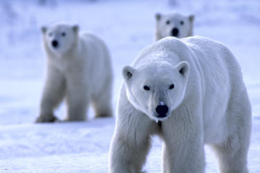 Wildlife /uail laif/