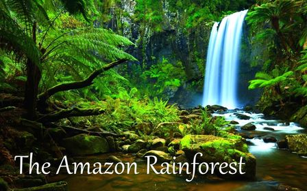 Rainforest /rein fórest/