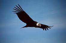 Andean Condor /ándian cóndor/