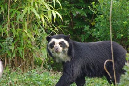 Spectacled Bear /spéctakel ber/