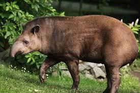 Andean Tapir /ándian tápir/