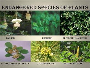 Endangered species /endeinyer spíchis/