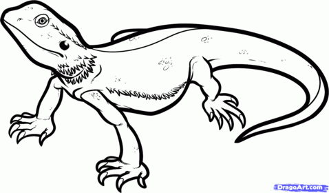 Lizard /lízard/