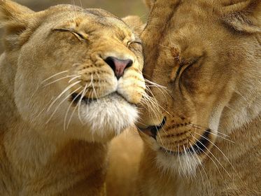 affection