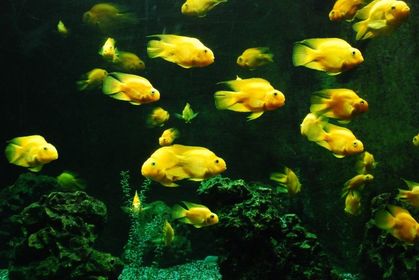 das Aquarium/en
