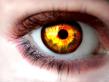 das Auge/n